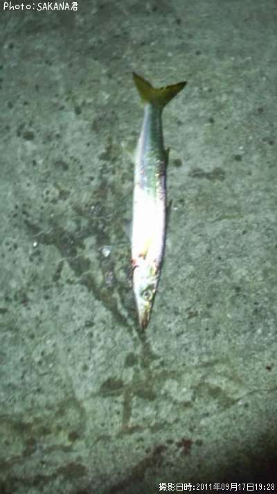 カマス