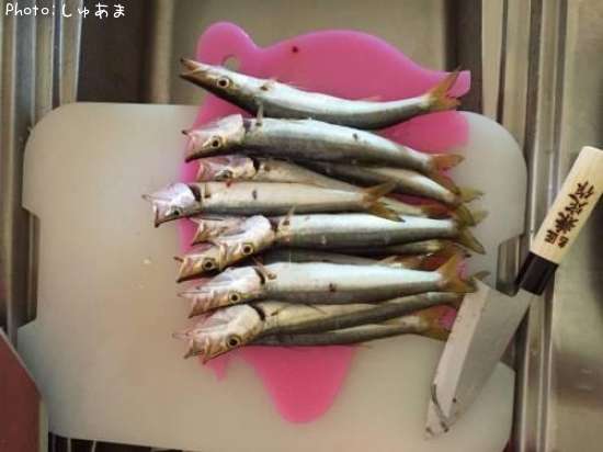 カマス