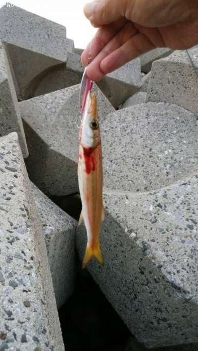カマス