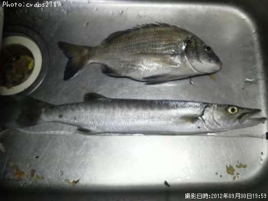 カマス
