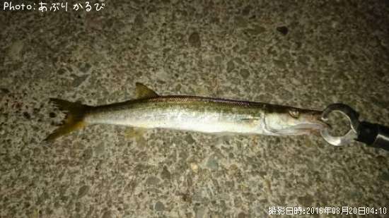 カマス