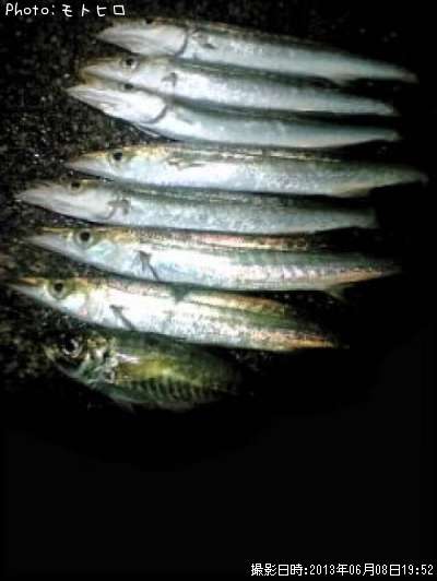 カマス?