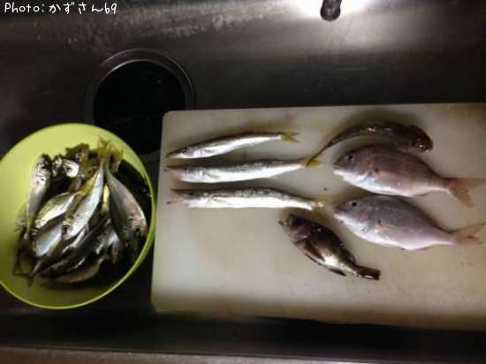 カマス、アジ、鯛、ハゼ、サバ、メバル