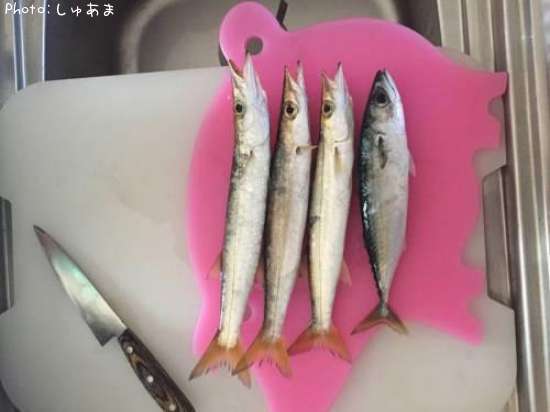 カマス ゴマサバ