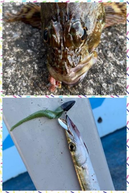 カマス&カサゴ