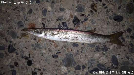 カマス&クロソイ(ミニミニサイズ)