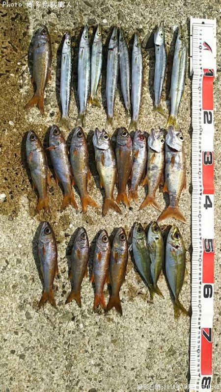 カマス、ムツ、アジ