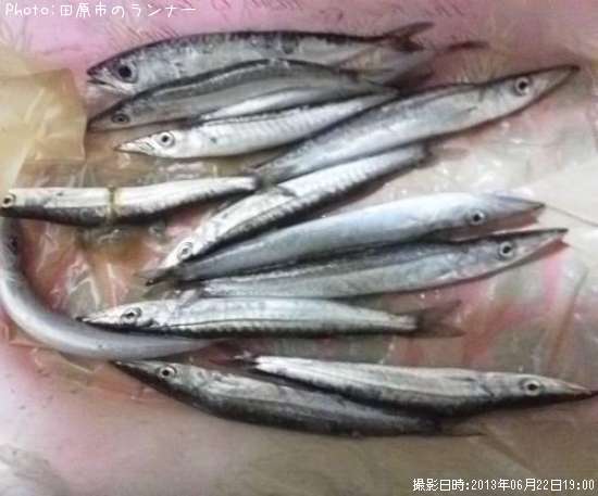 カマスと一匹のサバ