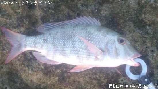 何かな?