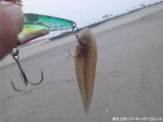 舌平目かな??