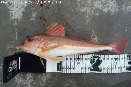 カナガシラ