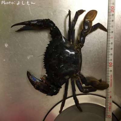 カニ