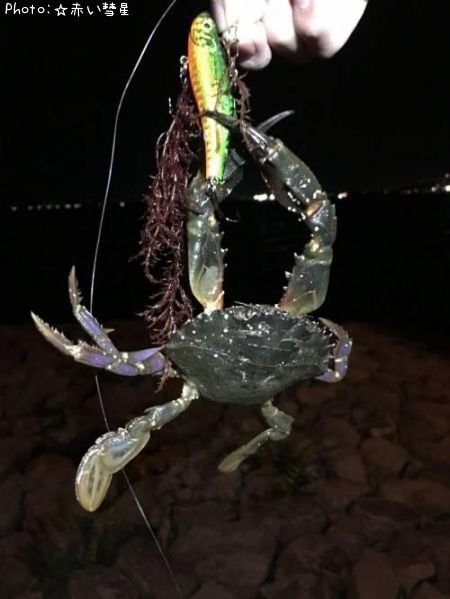 カニ