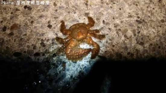 カニ?エビ?
