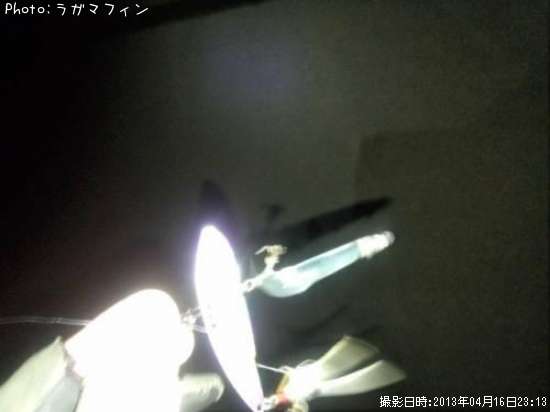 何かの稚魚