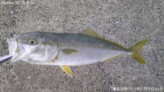 初カンパチ