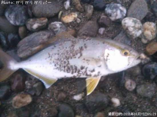 カンパチの稚魚??