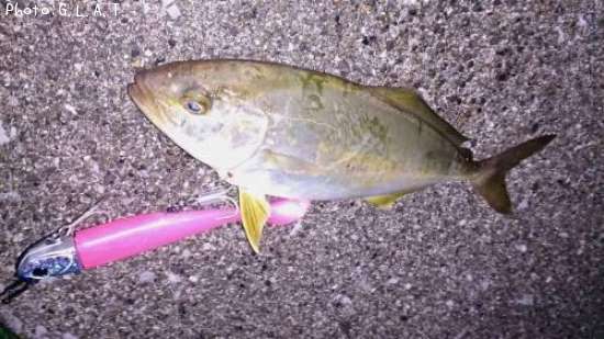 カンパチの幼魚