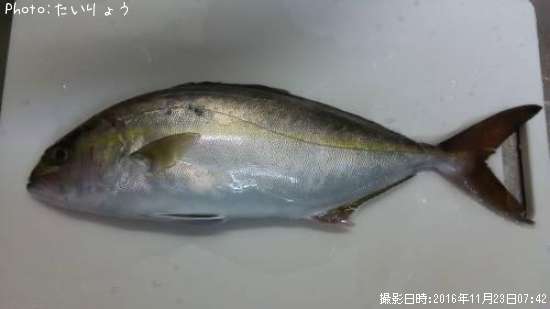 カンパチ(ショゴ)