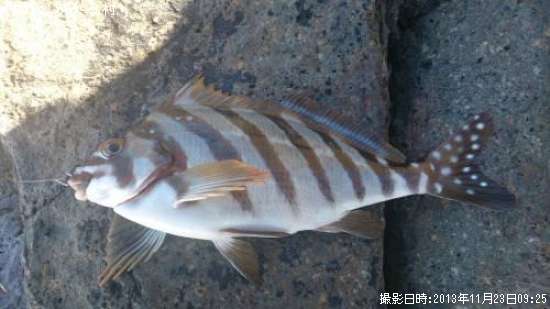 分からない