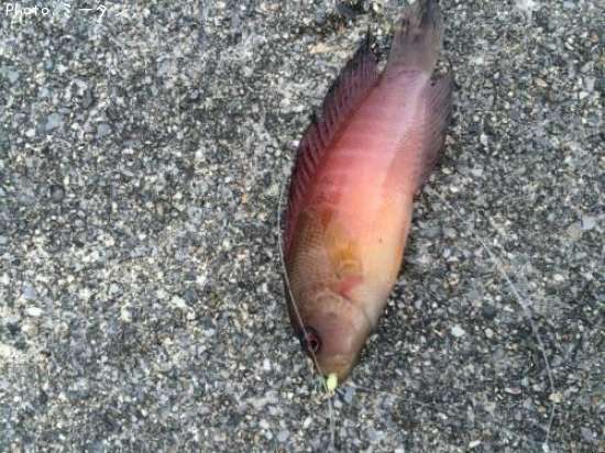 分からない