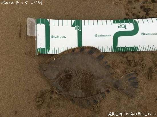 沼カレイ