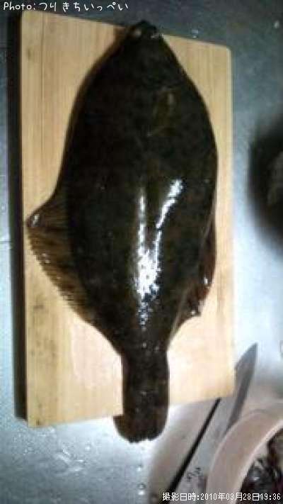 カレイ