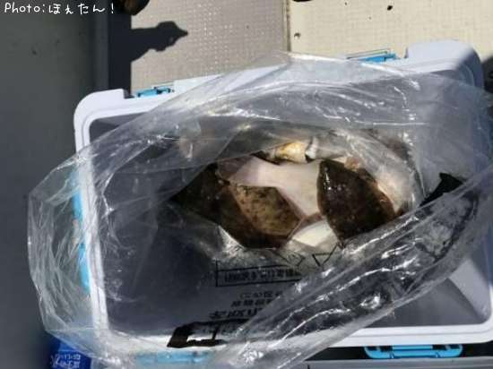 カレイ、アイナメ