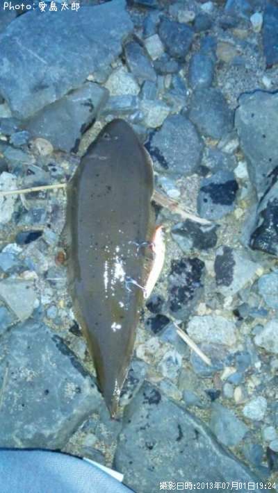 カレイの仲間?