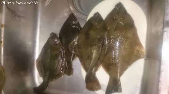カレイとハゼ