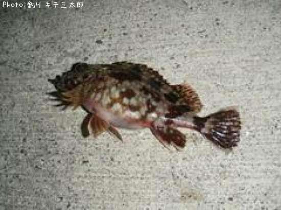 カサゴ