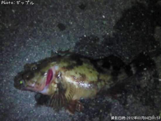 カサゴ