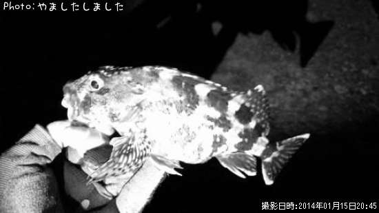 カサゴ