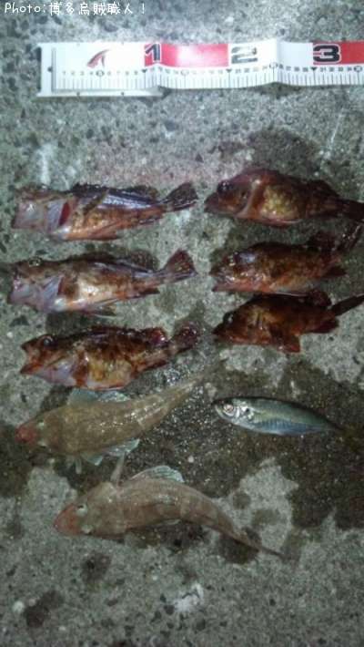 カサゴ、マゴチ、アジ
