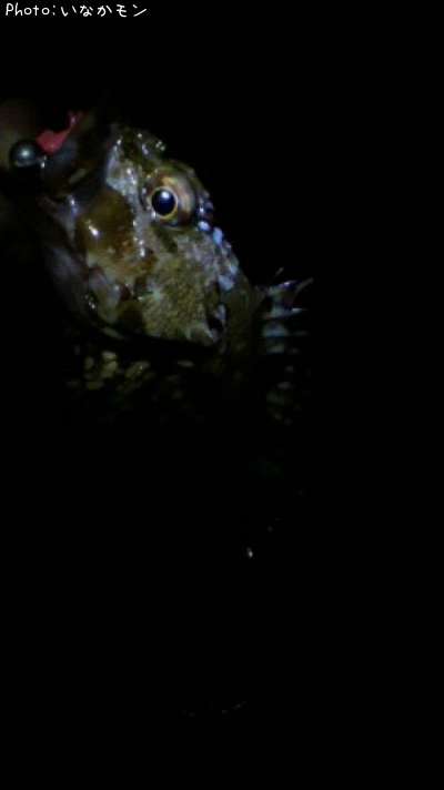 カサゴ、メバル