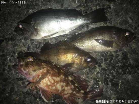 カサゴ、メバル
