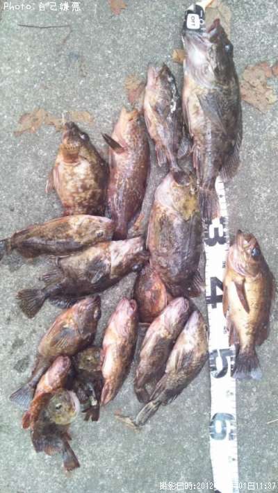 カサゴ メバル アコウ