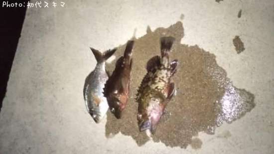 カサゴ ウミタナゴ