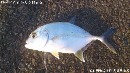 カスミアジ?