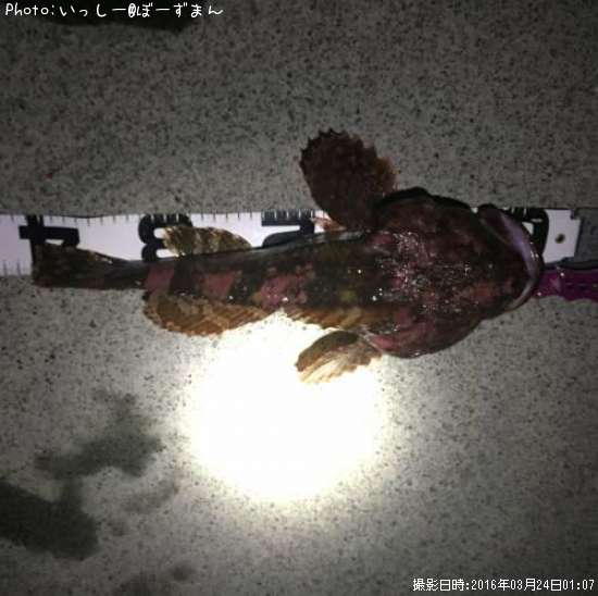 カツカ