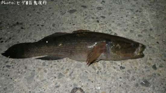 カワアナゴ