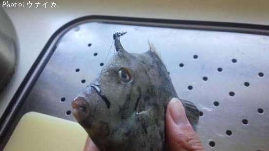 カワハギ