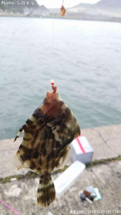 カワハギ