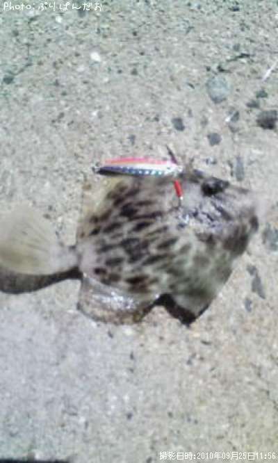 カワハギ