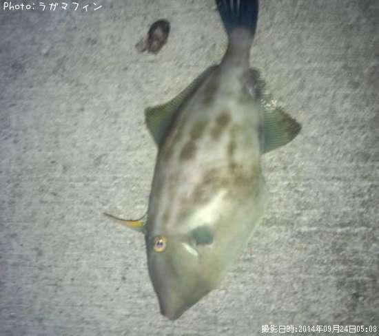 カワハギ