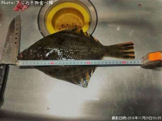 カワ(ヌマ)ガレイ