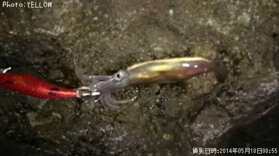 ケンサキイカ