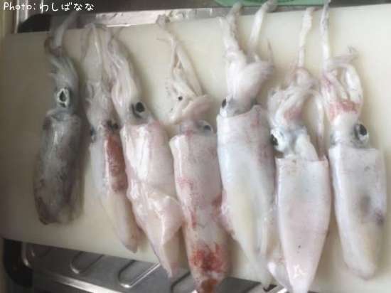 ケンサキとアオリ