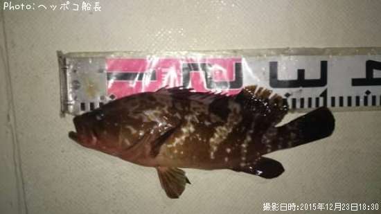 愛知県でキジハタが釣れるポイントはどこ 釣れるシーズンやルアー釣り情報や釣果発信中 即戦力釣り情報