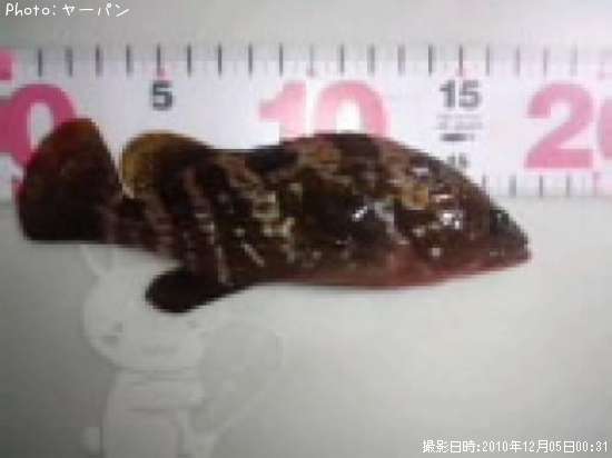 キジハタ